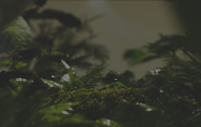 BG_ferns_edited.jpg
