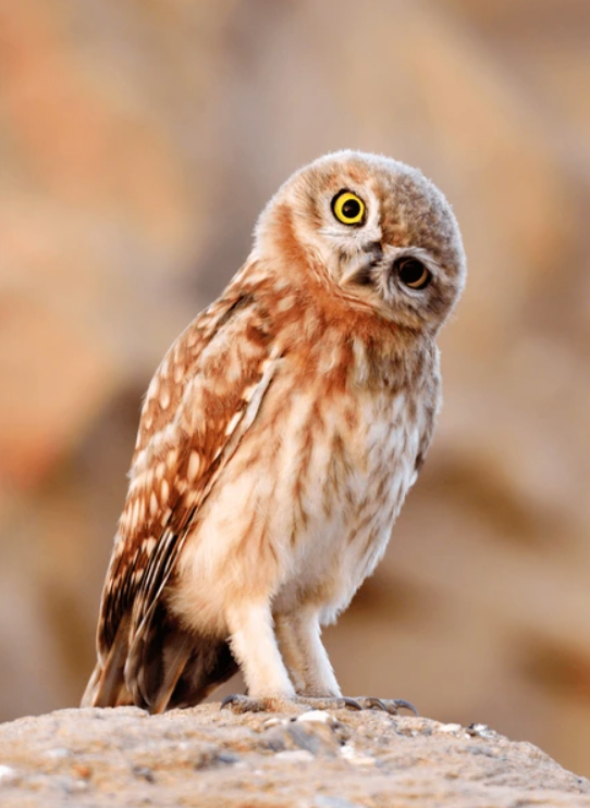 Confused owl in a situationship