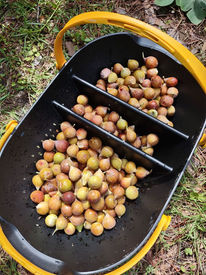 Figs from the Common Area