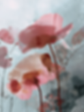 Blumen und Blüten entfalten sich mit hypnosystemischen Coaching und Gruppenarbeit in Köln