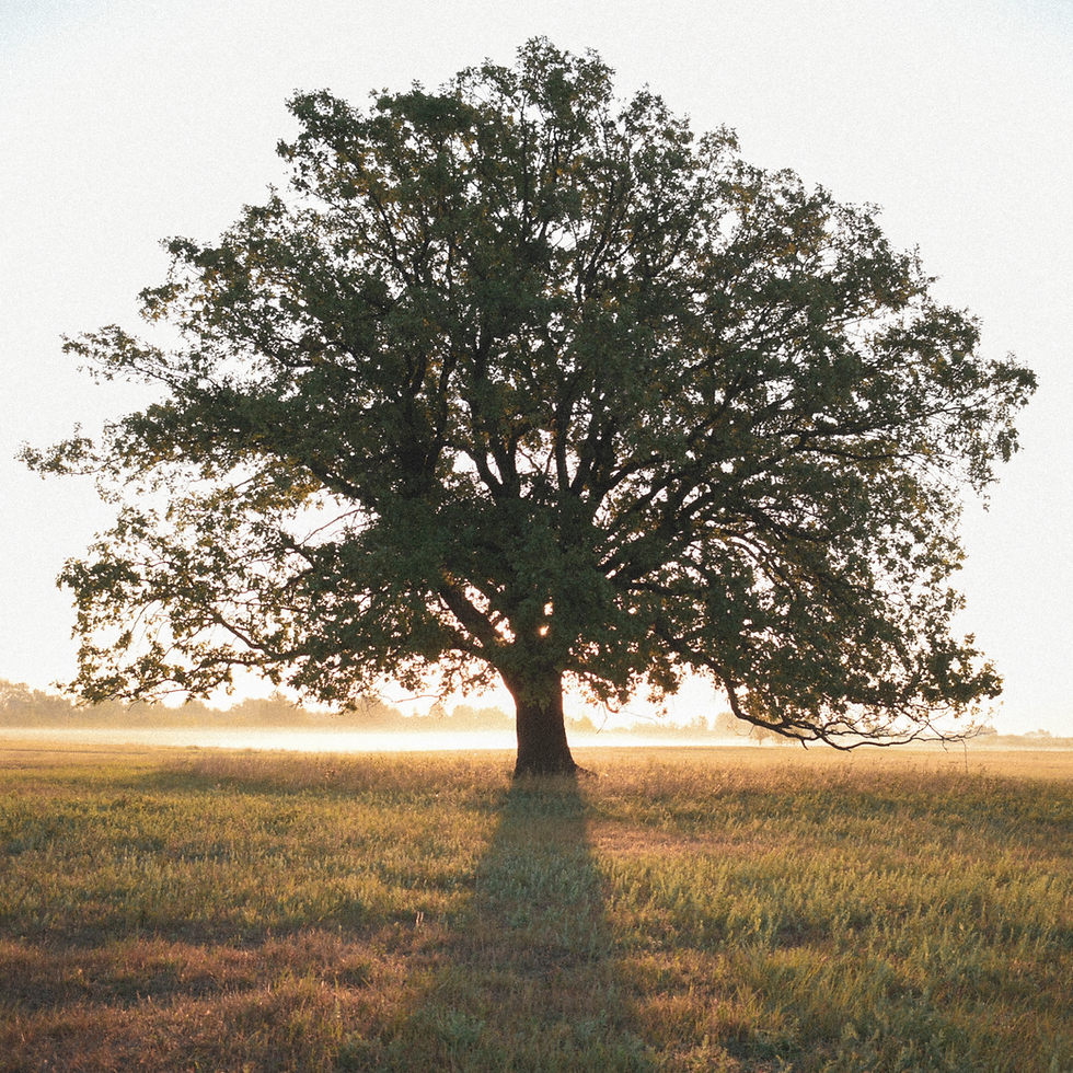 Why Tree Surveys Are More Important Than Ever for Planning Applications in 2026