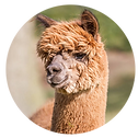 alpaca todo el año.png