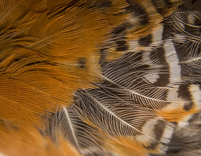 Chucao Chilean Bird Plumage