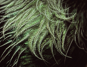 TūĪ Bird New Zealand