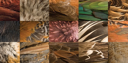 Coleccion Educativa Completa, Müpü Chülle plumage of Chilean Bird