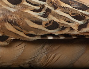 Perdiz Chilean Plumage 