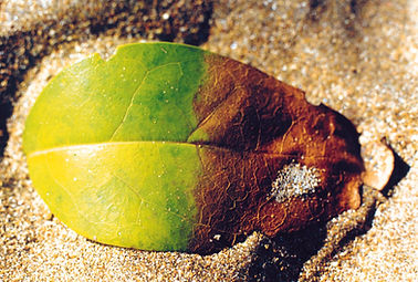 Hoja sobre arena dorada, Whangarei