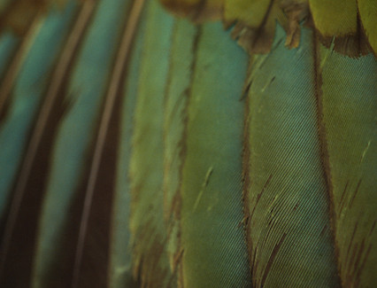 Soft focus macro Photograph of the primary feathers of the New Zealand bird Kererū, featuring blue and green colours.