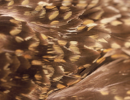 Pacific Golden Plovet, Plumage, New Zealand, Bird