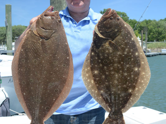 Jumbo Fluke