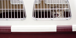 Pet Shipping