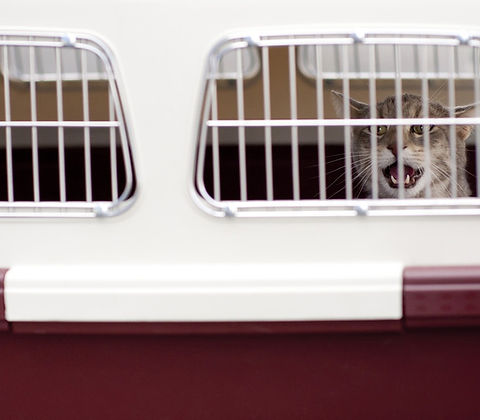 Pet Shipping