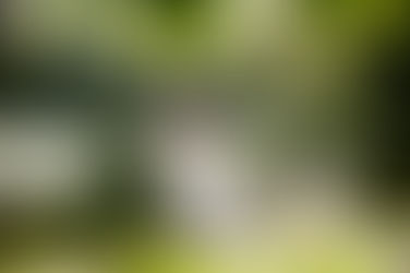 bride and groom walking through the ornate garden at Ham House.