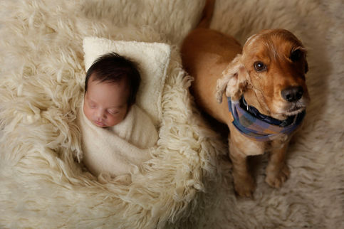 Newborn girl wrapped in cream wool wrap, posed next to her very happy cocker spaniel