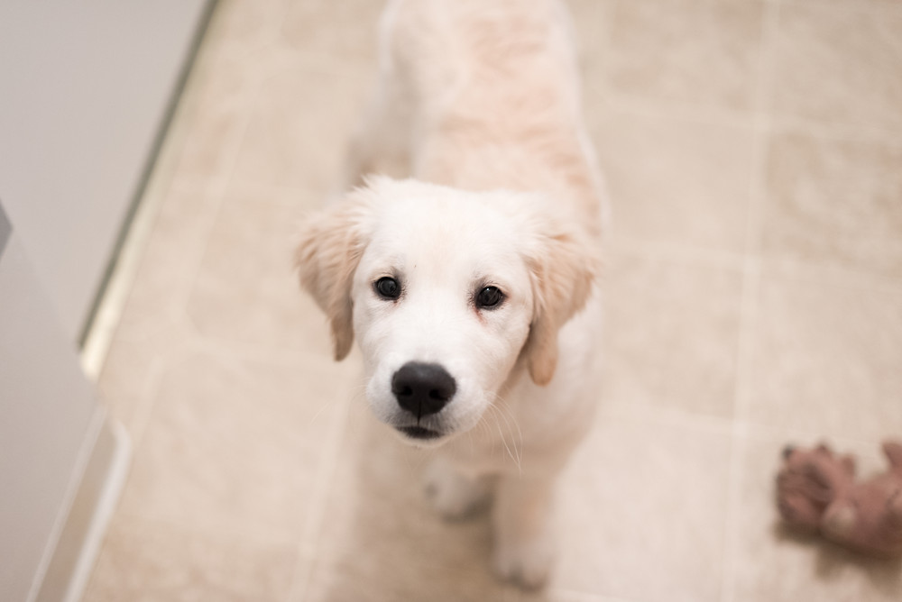 Buddy the three month old english creme golden retriever puppy looking at the camera.