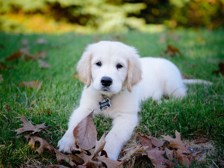 Buddy is Six Months Old