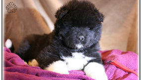 akita américain, chien akita américain, chiot akita américain, élevage akita américain
