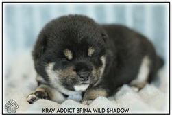 shiba, shiba inu, chiots, lof, disponible