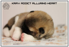 chiots, akita american, akita, american akita, puppy