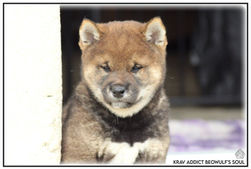 shiba, chiot, lof, shiba inu
