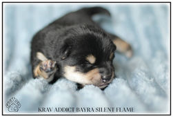 chiot, shiba, shiba inu, lof, disponible