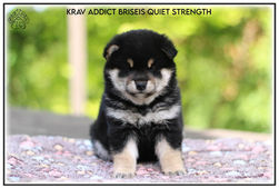 shiba, shiba inu, chiots, lof, disponible