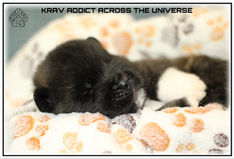 chiot, akita, akita americain, american akita