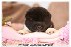 akita, akita américain, chiots, chien, race, american akita