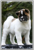 chiot, akita americain, puppy, american akita, chien, race akita americain, elevage, krav addict