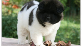 chien akita américain, chiot akita américain, elavge akita américain, akita américain france, american akita,