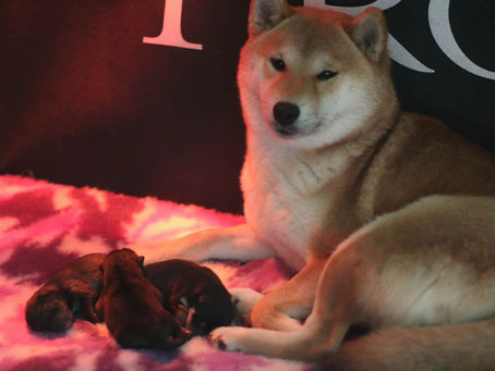 Chiots Shiba disponibles