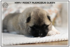 Akita, Akita américain, American Akita, chiot, Puppy