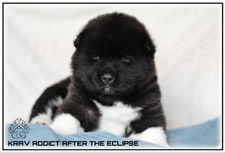 chiot, akita, akita americain, american akita