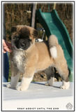 akita américain, chiot, american akita, race, chien, krav addict