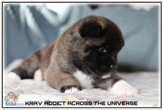 chiot, akita, akita americain, american akita