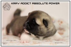 chiot, puppy, akita, akita americain, american akita