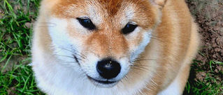shiba, shiba inu, chien, race, chiots, krav addict