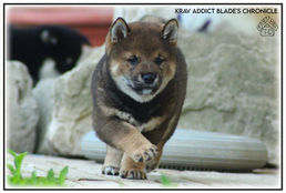 chiot, shiba, shiba inu, lof