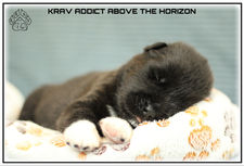chiot, akita américain, akita, american akita