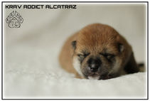 chiot, shiba, shiba inu, puppy, krav addict