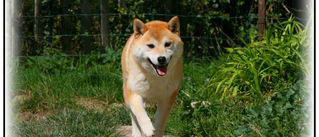 shiba inu, chiens, chiots, japon, race