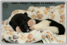chiot, akita, akita americain, american akita
