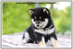 shiba, shiba inu, chiots, lof, disponible