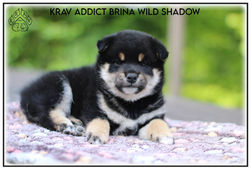 shiba, shiba inu, chiots, lof, disponible