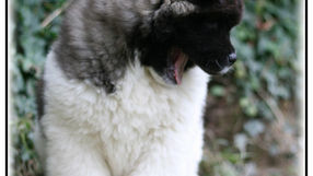 chien akita américain, chiot akita américain, elavge akita américain, akita américain france, american akita,