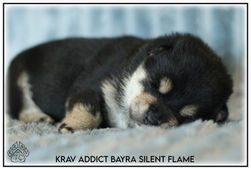 chiot, shiba, shiba inu, lof, disponible