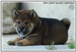chiot, shiba, shiba inu, lof