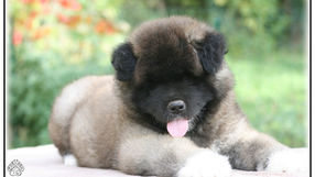 chien akita américain, chiot akita américain, elavge akita américain, akita américain france, american akita,