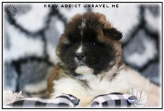 akita américain, chiot, american akita, race, chien, krav addict