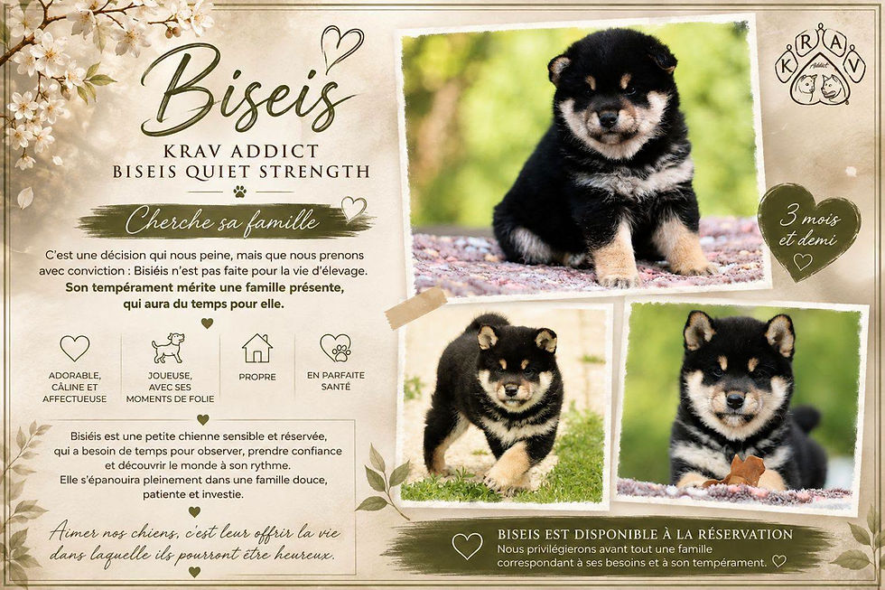 chiot, shiba, shiba inu